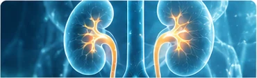 Ilustração de rins representando a urologia